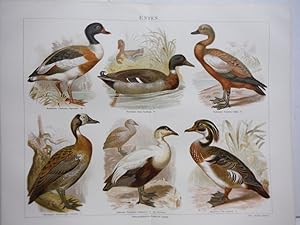 Meyers Antique Chromolithograph ENTEN (Ducks) (German Raptors) (1890)