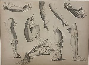 Arms, hands and feet study; (with a fur sandal)