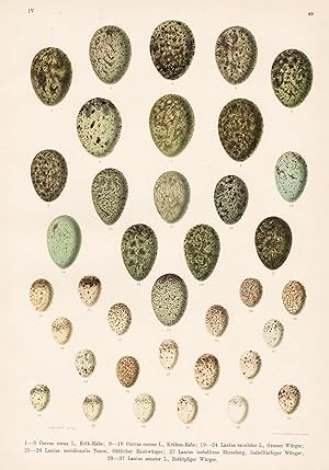 Bild des Verkufers fr Kolkrabe Crow Sperlinge Raubwrger Ei Eier egg eggs Vogel Vgel bird birds zum Verkauf von Antiquariat Steffen Vlkel GmbH