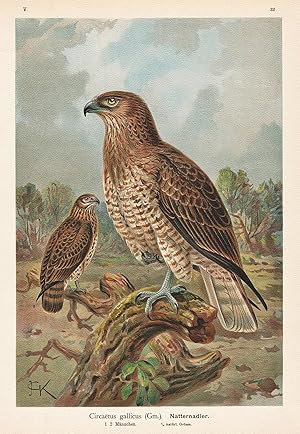 Bild des Verkufers fr Natternadler" Schlangenadler short-toed snake eagle Adler Greifvogel Vogel Vgel bird birds zum Verkauf von Antiquariat Steffen Vlkel GmbH