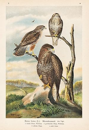 Bild des Verkufers fr Musebussard" Bussard common buzzard Greifvogel Vogel Vgel bird birds zum Verkauf von Antiquariat Steffen Vlkel GmbH