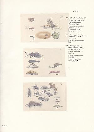 Bild des Verkufers fr Blattwespe,Wickler, Knopfhornblattwespe, Schlupfwespe, Widderchen, Trgspinner, Raupenfliege, Schlupfwespe, Spanner Tafel 40. Erstklassiger, farbiger Faksimile-Reprint aus: Schmetterlinge, Kfer und andere Insekten / Leningrader Studienbuch;Die Tafel ist mit einem bedruckten Umleger versehen auf dem sich die wissenschaftlichen Namen und abgekrzte Erluterungen befinden. zum Verkauf von Antiquariat Kastanienhof