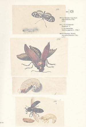 Bild des Verkufers fr Augenfalter, Blatthornkfer, Prachtkfer, Zuckerkfer Tafel 121. Erstklassiger, farbiger Faksimile-Reprint aus: Schmetterlinge, Kfer und andere Insekten / Leningrader Studienbuch;Die Tafel ist mit einem bedruckten Umleger versehen auf dem sich die wissenschaftlichen Namen und abgekrzte Erluterungen befinden. zum Verkauf von Antiquariat Kastanienhof