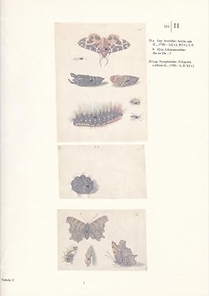 Bild des Verkufers fr Bren(spinner), Schlupfwespe, Fleckenfalter Tafel 11. Erstklassiger, farbiger Faksimile-Reprint aus: Schmetterlinge, Kfer und andere Insekten / Leningrader Studienbuch;Die Tafel ist mit einem bedruckten Umleger versehen auf dem sich die wissenschaftlichen Namen und abgekrzte Erluterungen befinden. zum Verkauf von Antiquariat Kastanienhof