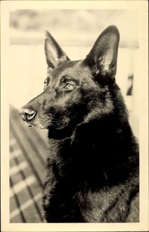 Ansichtskarte / Postkarte Schäferhund, Tierportrait, Hundportrait