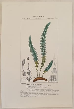 BOTANICA PTERIGOFILLO PENNATO Pterigophyllum pennatum HOOKERIA PENNATA Leskea pennata,