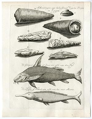 Antique Print-EGYPT-MUMMIFIED BIRDS-FISH-Pococke-1776