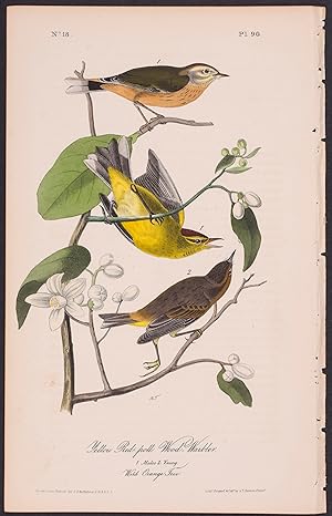 Yellow Red-poll Wood-Warbler