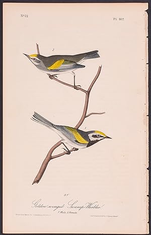 Golden-winged Swamp-Warbler