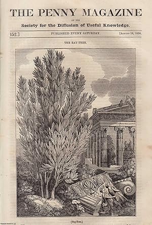 Bild des Verkufers fr The Bay-Tree (Laurus nobilis); Cultivation of Gooseberries in The North of England; Amsterdam (Holland), etc. Issue No. 152, August 16th, 1834. A complete original weekly issue of the Penny Magazine, 1834. zum Verkauf von Cosmo Books