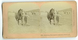 Exercising a Thoroughbred, State Fair, Pueblo, Colorado [1907 stereo card]