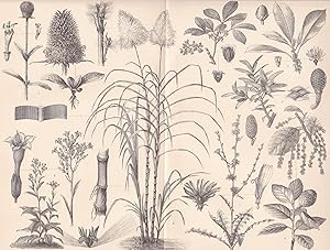 Bild des Verkufers fr Industriepflanzen II. zum Verkauf von Antiquariat Kastanienhof