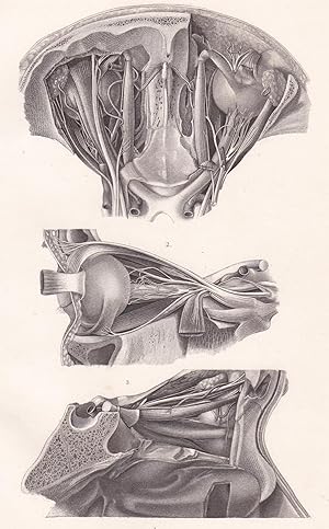 Bild des Verkufers fr Anatomische Tafel. Anatomie der Augenhhle zum Verkauf von Antiquariat Kastanienhof