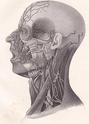 Bild des Verkufers fr Anatomische Tafel. Kopf und Hals. Weichtheile des Gesichts und Halses zum Verkauf von Antiquariat Kastanienhof