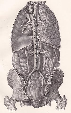 Bild des Verkufers fr Anatomische Tafel. Organe der Brust-, Bauch- und Beckenhhle von hinten gesehen zum Verkauf von Antiquariat Kastanienhof
