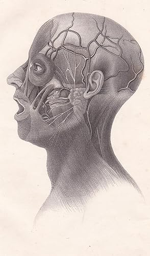 Bild des Verkufers fr Anatomische Tafel. Kopf und Hals. Gesichtsmuskeln subcutane Gefe und Nerven zum Verkauf von Antiquariat Kastanienhof
