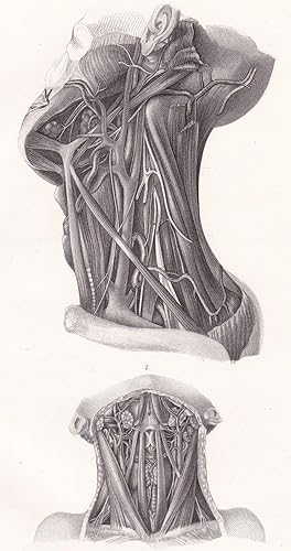 Bild des Verkufers fr Anatomische Tafel. Hals. Fig. 1. Seitliche und hintere tiefe Halspartien; Unterkiefergegend; Fig. 2. Vordere Hals- und Unterkieferpartien zum Verkauf von Antiquariat Kastanienhof