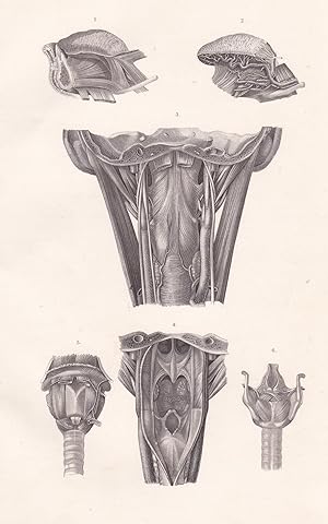 Bild des Verkufers fr Anatomische Tafel. Zunge, Schlund und Kehlkopf zum Verkauf von Antiquariat Kastanienhof
