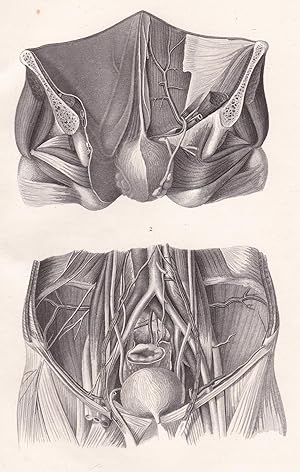Bild des Verkufers fr Anatomische Tafel. Bauchhhlen- und Beckenwandungen von innen zum Verkauf von Antiquariat Kastanienhof