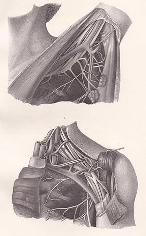 Bild des Verkufers fr Anatomische Tafel. Achselhhle zum Verkauf von Antiquariat Kastanienhof
