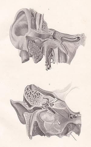 Bild des Verkufers fr Anatomische Tafel. Gehrorgan zum Verkauf von Antiquariat Kastanienhof