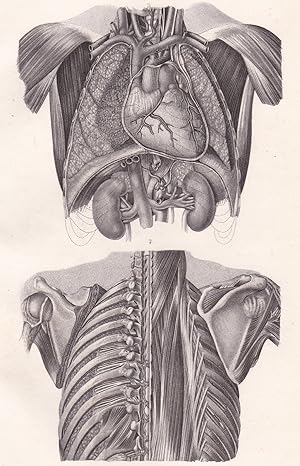 Bild des Verkufers fr Anatomische Tafel. Organe der Brusthhle und tiefere Partien des Rckens zum Verkauf von Antiquariat Kastanienhof