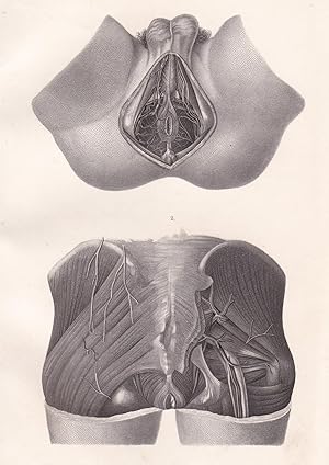 Bild des Verkufers fr Anatomische Tafel. Untere und hintere Beckenwand des Mannes von aussen zum Verkauf von Antiquariat Kastanienhof