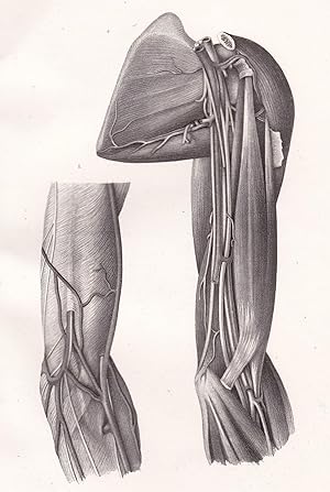Bild des Verkufers fr Anatomische Tafel. Beugeflche des Oberarmes zum Verkauf von Antiquariat Kastanienhof