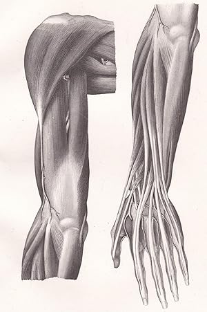 Bild des Verkufers fr Anatomische Tafel. Streckflche des Ober- und Vorderarmes zum Verkauf von Antiquariat Kastanienhof