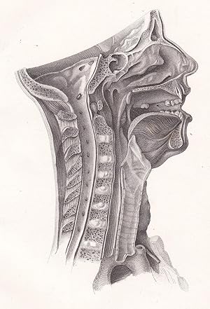 Bild des Verkufers fr Anatomische Tafel. Kopf und Hals vom Medianschnitte aus gesehen zum Verkauf von Antiquariat Kastanienhof