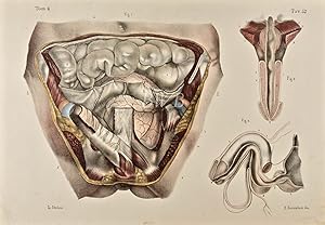 Immagine del venditore per Anatomia chirurgica delle vie orinarie dell'uomo [Surgical anatomy of man's urinary tract, 2] venduto da Blue Whale Books, ABAA