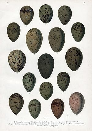 Bild des Verkufers fr Mwe Raubmwe Skua Ei Eier egg eggs Vogel Vgel bird birds zum Verkauf von Antiquariat Steffen Vlkel GmbH