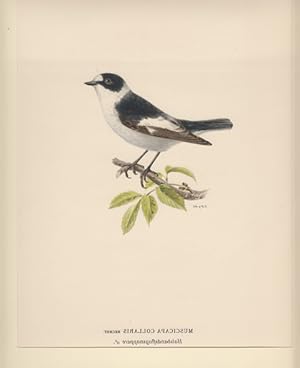 Image du vendeur pour Muscicapa Collaris. Halsbandsflugsnappare (female). mis en vente par Antiquariaat Schot