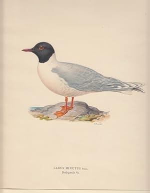 Image du vendeur pour Larus Minutus. Dvrgmas. mis en vente par Antiquariaat Schot