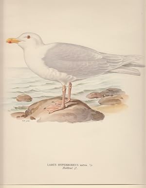 Image du vendeur pour Larus Hyperboreus. Hvittrut (female). mis en vente par Antiquariaat Schot