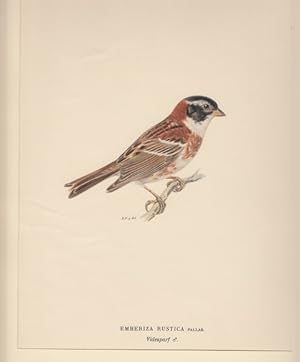 Image du vendeur pour Emberiza Rustica. Videsparf (female). mis en vente par Antiquariaat Schot