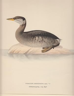 Image du vendeur pour Podiceps Griseigena. Grahakedopping, und fagel. mis en vente par Antiquariaat Schot