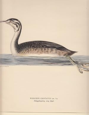 Image du vendeur pour Podiceps Cristatus. Skggdopping, und fagel. mis en vente par Antiquariaat Schot