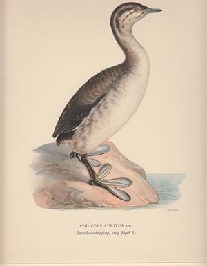 Image du vendeur pour Podiceps Auritus. Svarthakedopping, ung fagel. mis en vente par Antiquariaat Schot