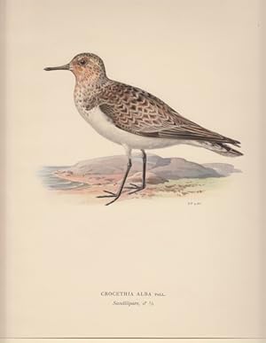 Image du vendeur pour Crocethia Alba. Sandlpare (female). mis en vente par Antiquariaat Schot