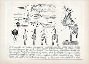 Bild des Verkufers fr Rohrdommel Muskulatur Mustel muscular Anatomie anatomy Vogel Vgel bird birds zum Verkauf von Antiquariat Steffen Vlkel GmbH