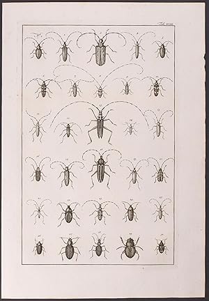 Beetles, Insects