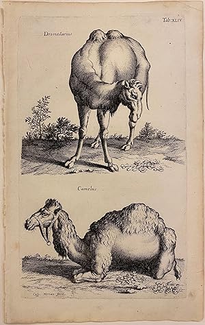 Dromedarius and Camelus
