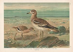 Bild des Verkufers fr Europischer Triel" stone-curlew Vogel Vgel bird birds zum Verkauf von Antiquariat Steffen Vlkel GmbH