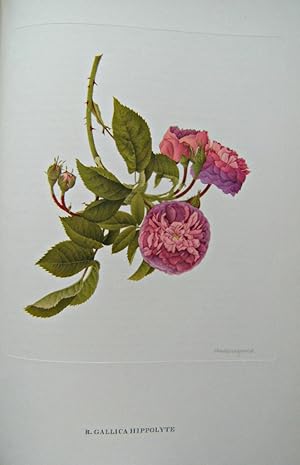 Seller image for Old Garden Roses (with inscription from Ruari Maclean) for sale by Mike Park Ltd