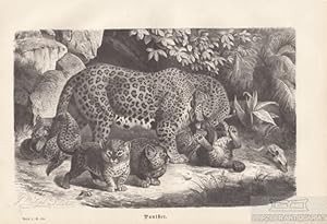 Bild des Verkufers fr Panther. aus Brehms Thierleben zum Verkauf von Leipziger Antiquariat