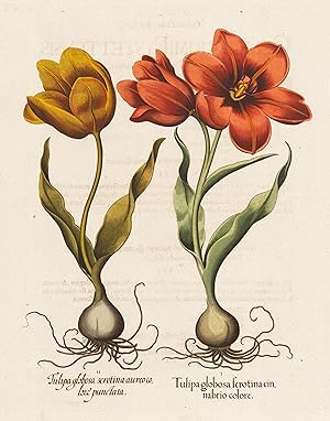 Tulipa globosa serotina cinabrio colore