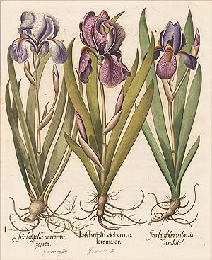 I. Iris latifolia violaceo colore maior. II. Iris latifolia violaceo vulgaris coerulea