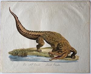 Lacerta Crocodilus