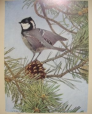 Bild des Verkufers fr Nos oiseaux zum Verkauf von ShepherdsBook